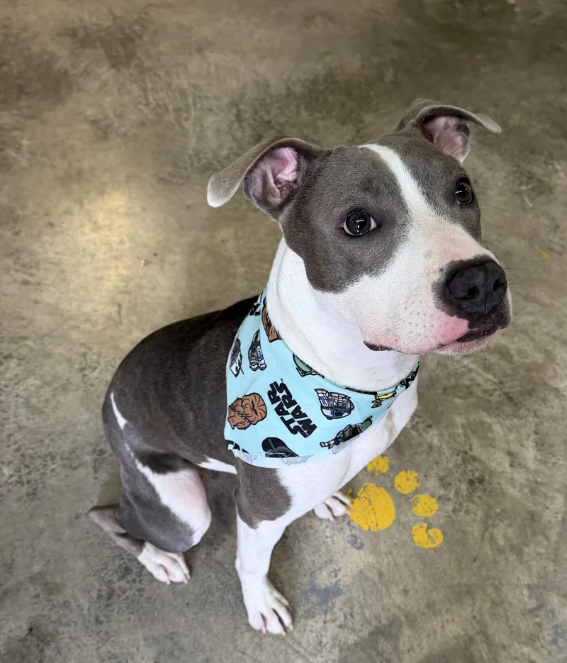 A young medium-sized female Gray / Blue / Silver American Staffordshire Terrier dog named Taylor for adoption in Grove, OK