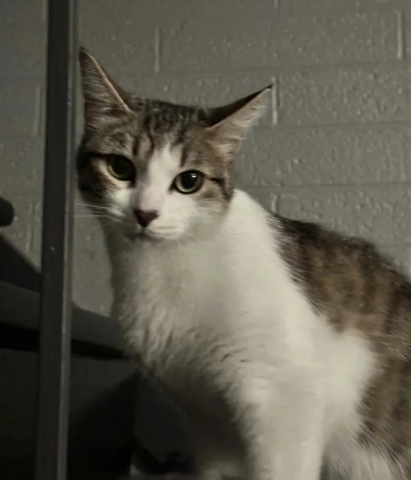 An adult medium-sized female Domestic Short Hair cat named Yardley for adoption in Phoenix, AZ