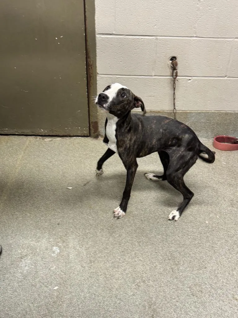 Oliveprada thumbnail 2