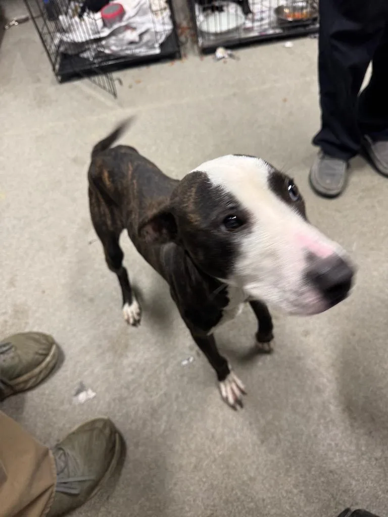 Oliveprada thumbnail 3