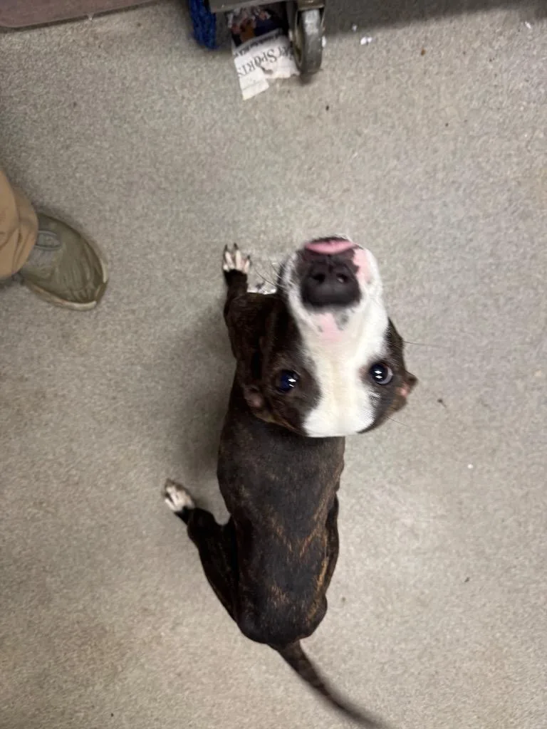 Oliveprada thumbnail 4