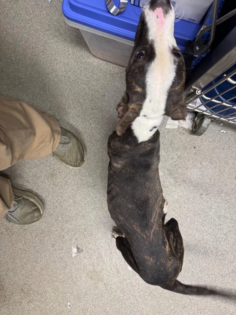 Oliveprada thumbnail 5