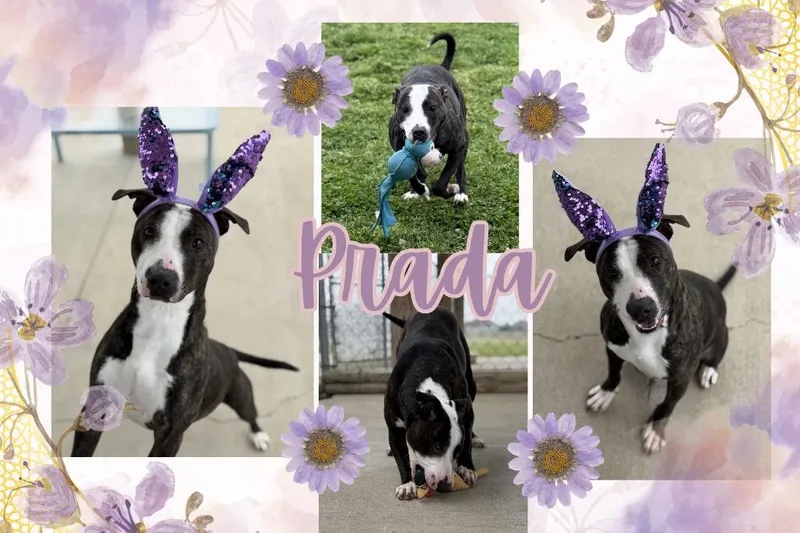 Oliveprada thumbnail 6