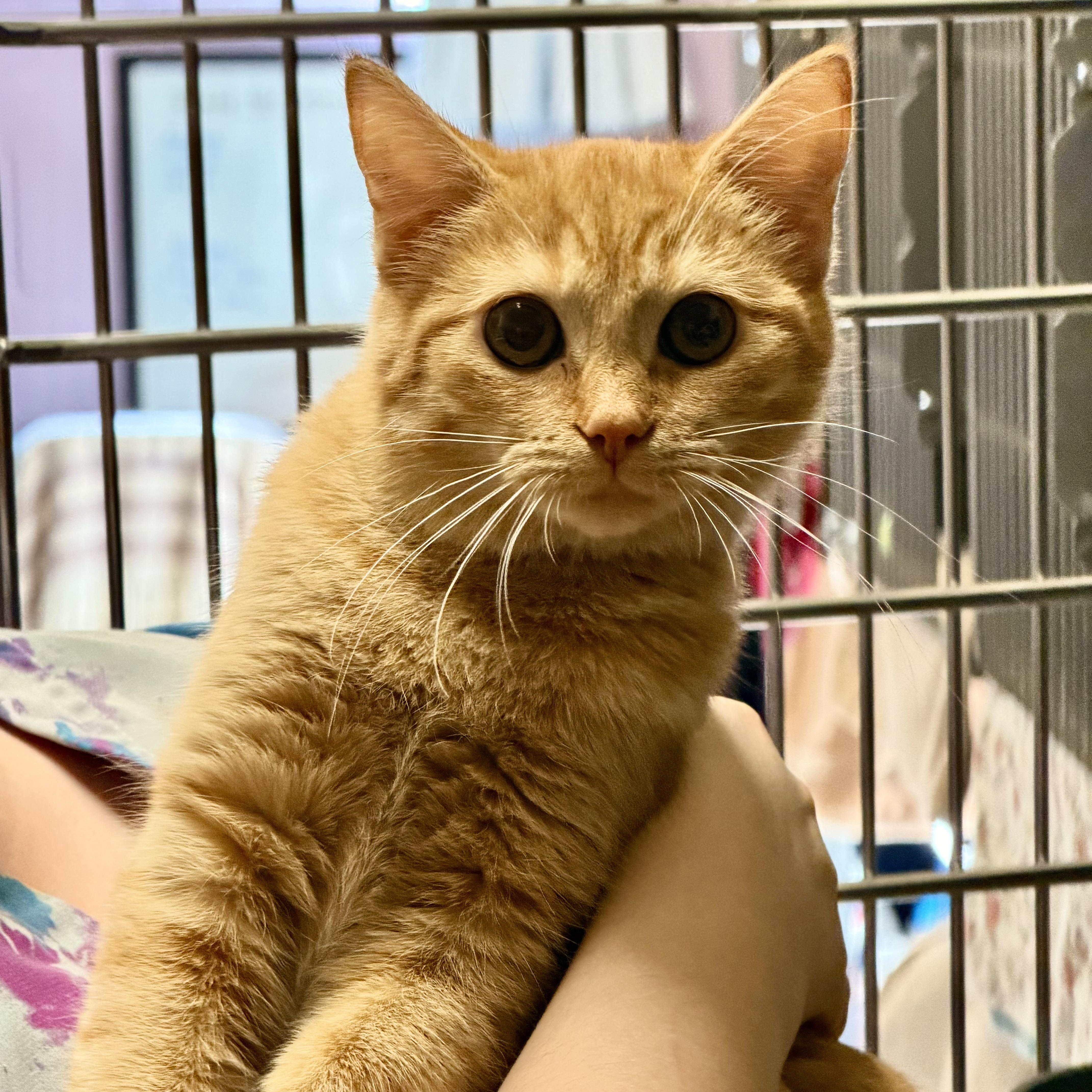 A young medium-sized female Tabby (Orange / Red) Domestic Short Hair cat named Jelly Bean for adoption in Meherrin, VA