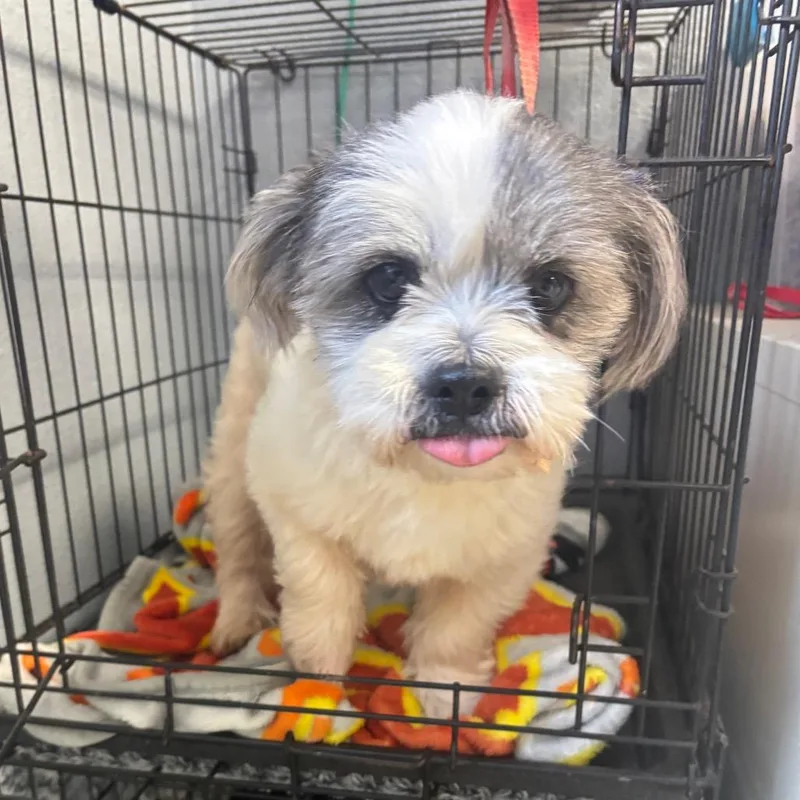 An adult small-sized male Shih Tzu dog named Kody for adoption in Lake Jackson, TX