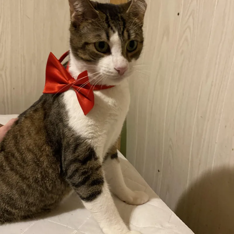 Friendly Boy thumbnail 3