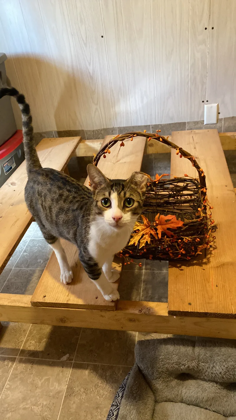 Friendly Boy thumbnail 4