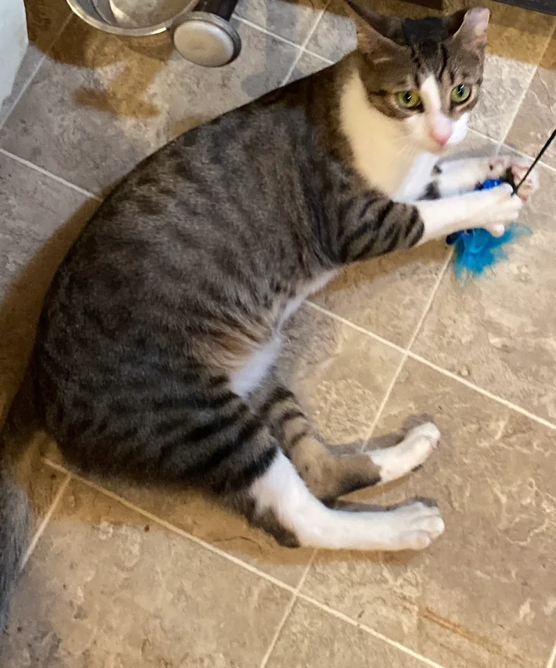 Friendly Boy thumbnail 5