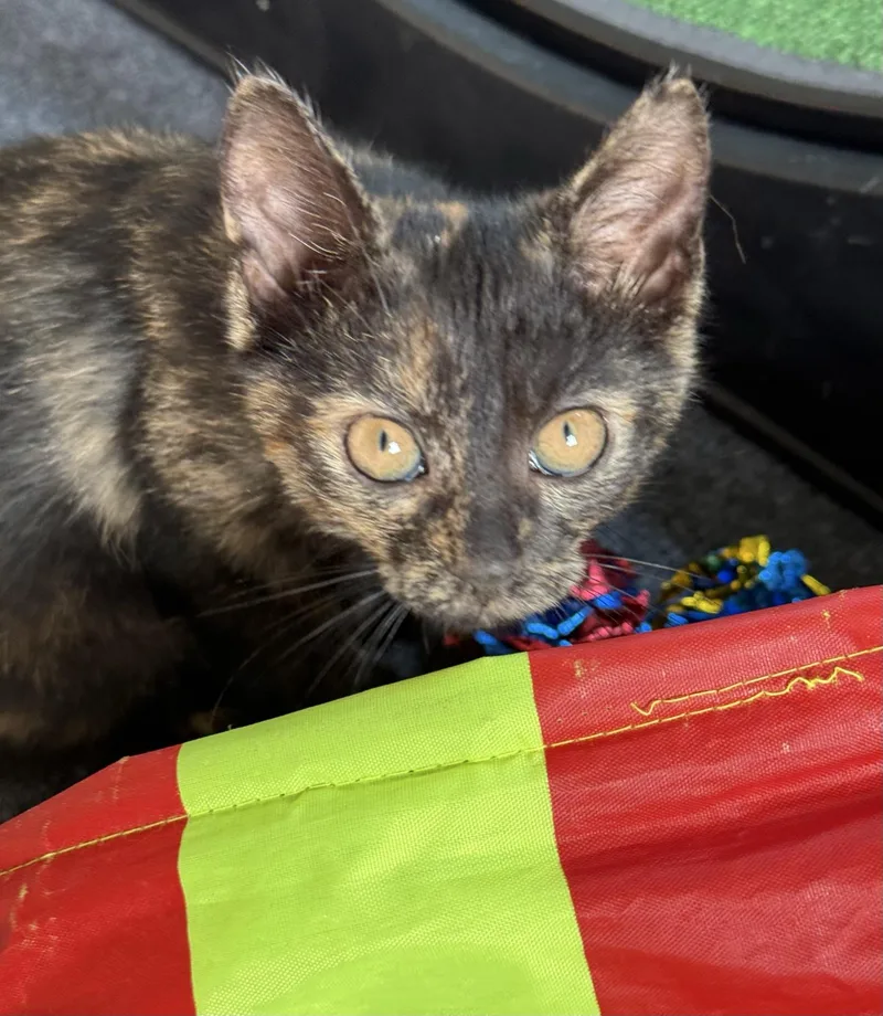 A baby medium-sized female Tortoiseshell cat named Mal for adoption in Greensburg, PA