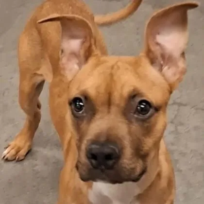 A baby small-sized female Mixed Breed dog named Darla for adoption in Voorhees, NJ