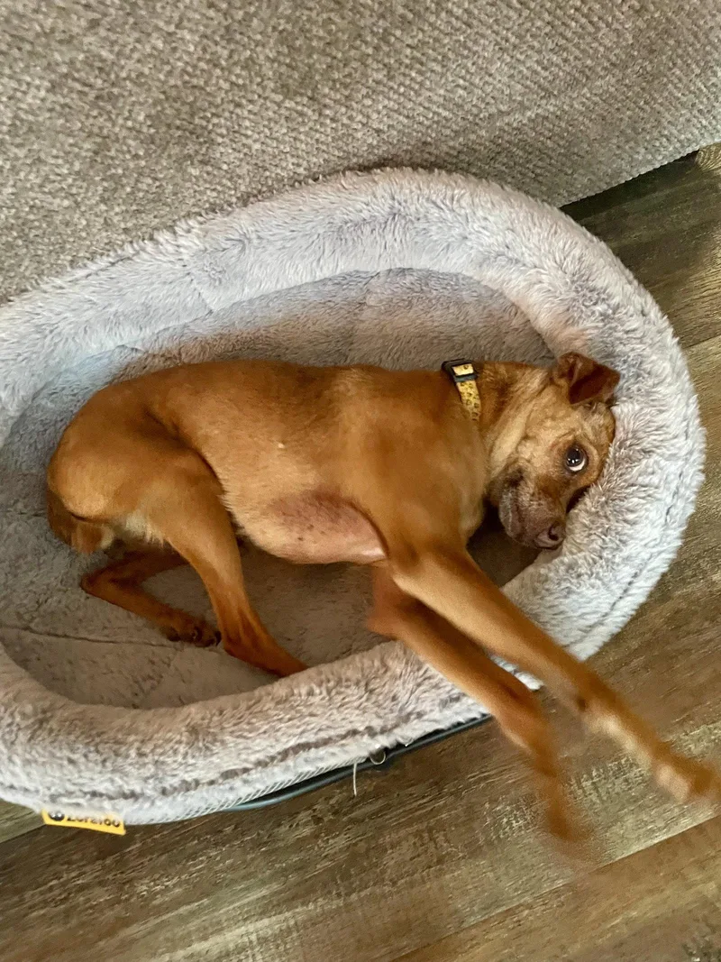 An adult small-sized female Chihuahua dog named Jacinta for adoption in Brooklyn Center, MN