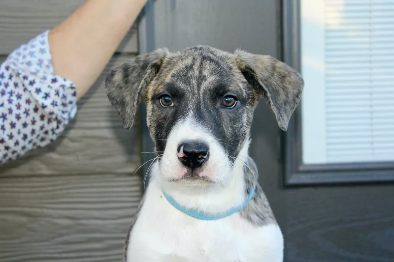 A baby medium-sized male Brindle Shepherd dog named Seaweed for adoption