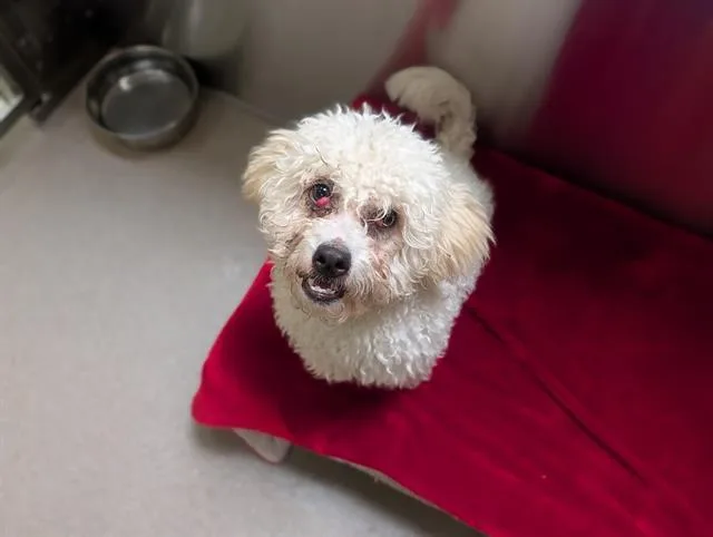 A young small-sized male Poodle dog named Mordecai for adoption in Denver, CO
