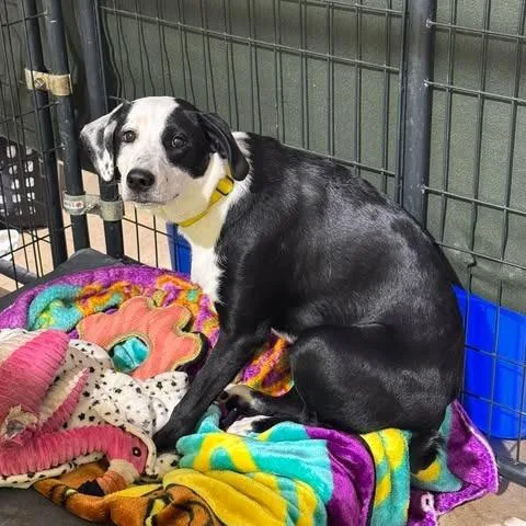 El Fka Penelope thumbnail 2