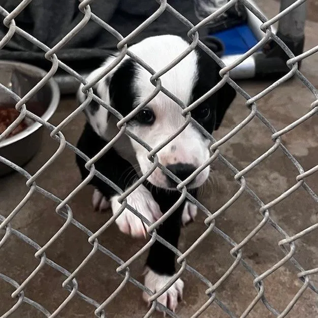 El Fka Penelope thumbnail 3