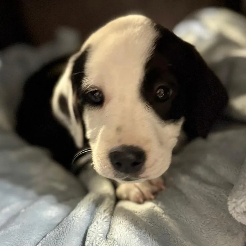 El Fka Penelope thumbnail 5