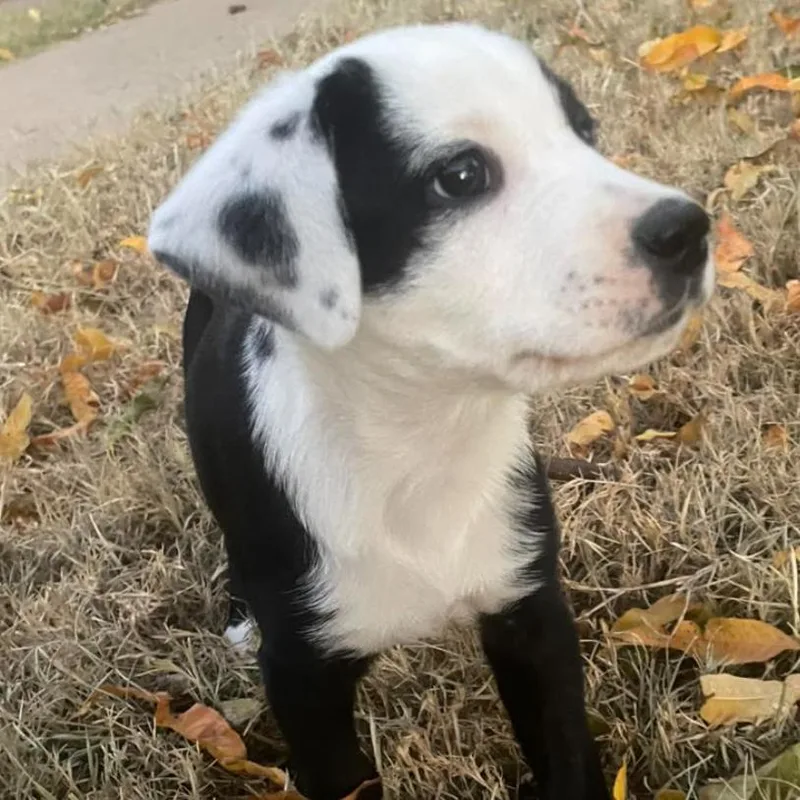 El Fka Penelope thumbnail 6