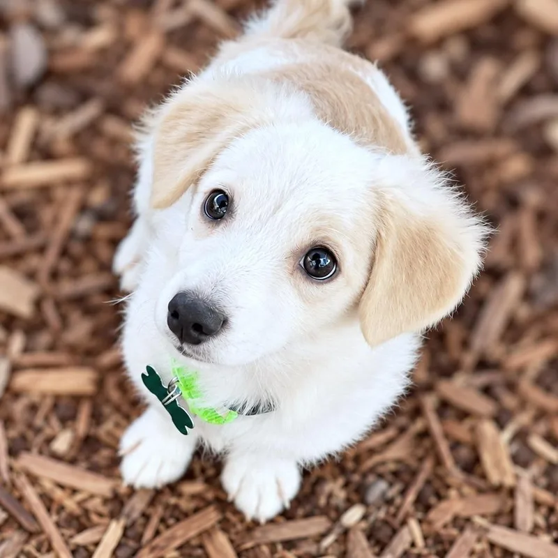 A young small-sized male White / Cream Chihuahua dog named Manny for adoption in Boerne, TX