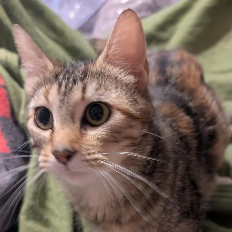 A young small-sized female Torbie Domestic Short Hair cat named Pawntoon for adoption in Carmel, IN