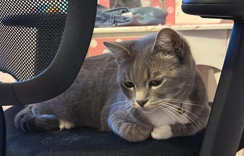 A young large-sized female Domestic Short Hair cat named Sunshine for adoption in San Jacinto, CA