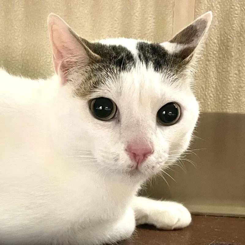 An adult large-sized male White Domestic Short Hair cat named Snowy for adoption in Santa Barbara, CA