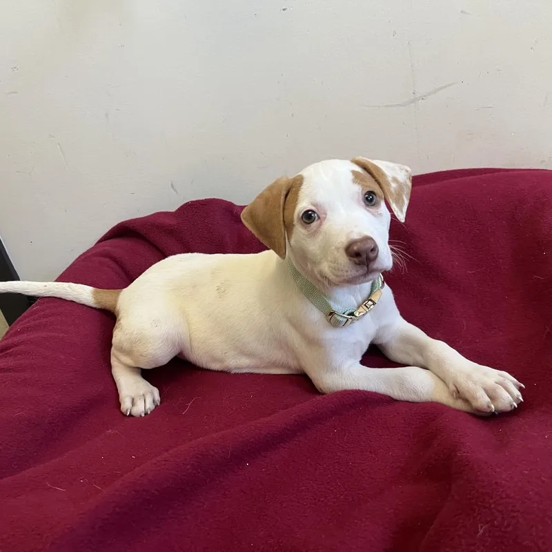 A baby medium-sized female Pit Bull Terrier dog named Jackie O Lantern for adoption in Durham, NC