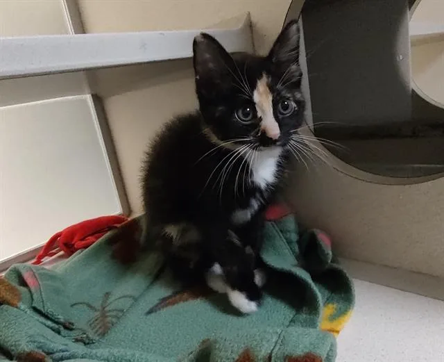 A baby small-sized female Domestic Short Hair cat named Rose for adoption in Denver, CO