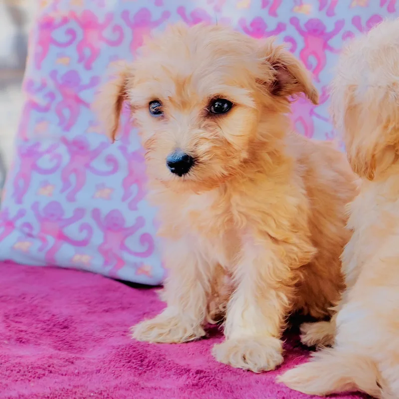 A baby small-sized male Schnoodle dog named Baby Ruth for adoption in San Diego, CA
