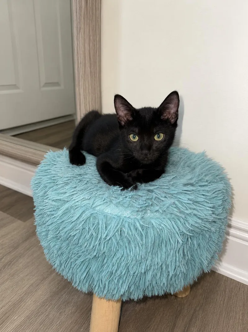 A baby medium-sized male Black Domestic Short Hair cat named Scribble & Doodle for adoption in Homestead, FL