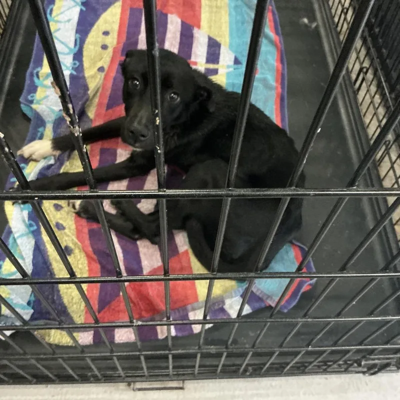 An adult small-sized female Black Mixed Breed dog named Mave for adoption in Columbus, GA