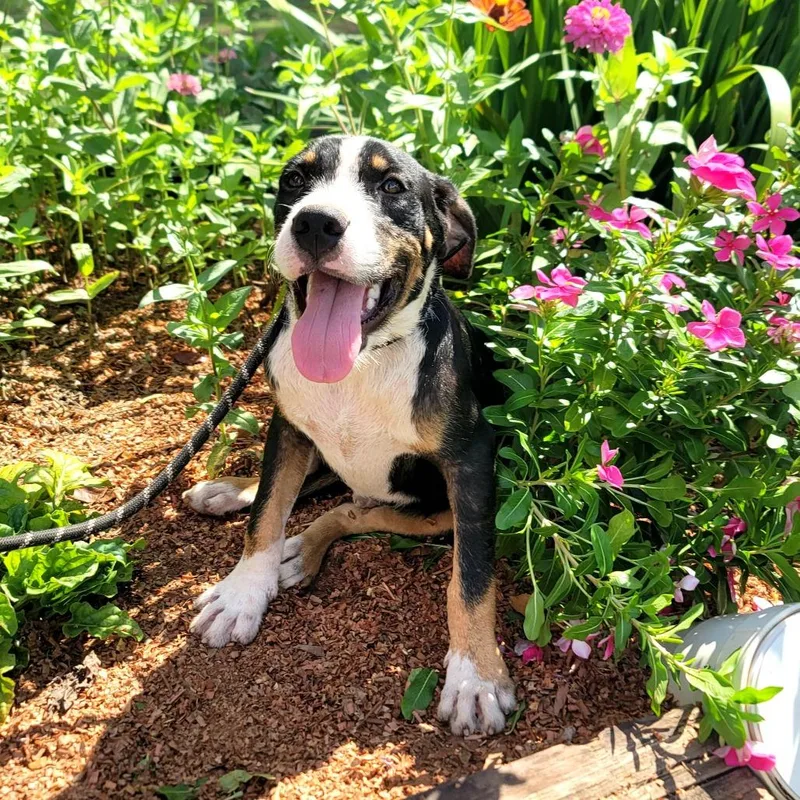 A young medium-sized male Black Coonhound dog named Dozer for adoption in New Orleans, LA