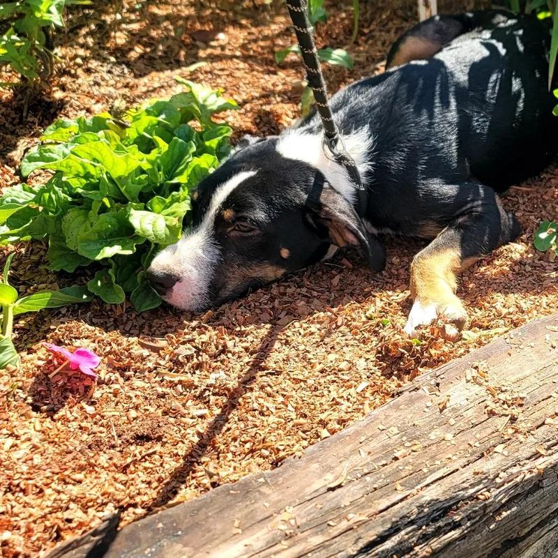 Dozer thumbnail 2