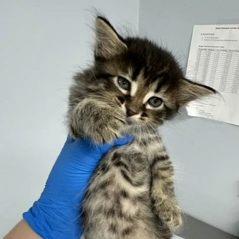 A baby small-sized male Brown / Chocolate Domestic Short Hair cat named Loki for adoption in Indianapolis, IN
