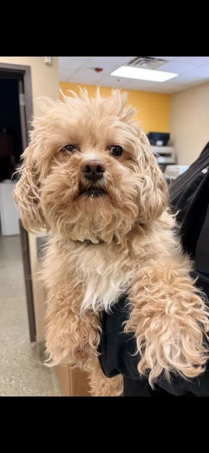 An adult small-sized male Poodle dog named Tiny for adoption in Kansas City, MO