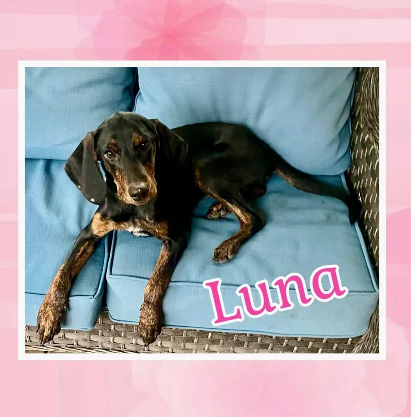 Luna thumbnail 2