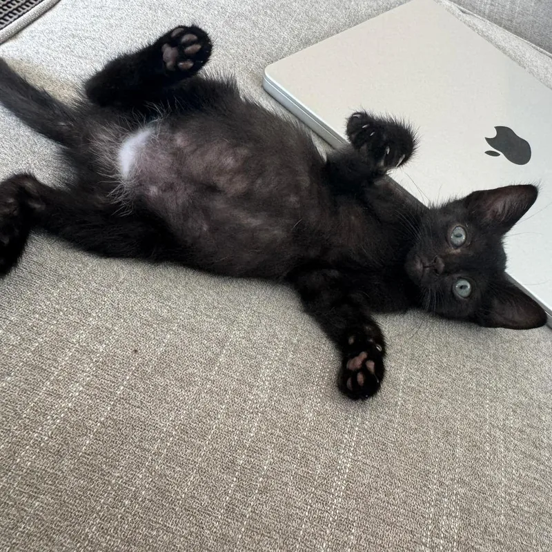 A baby small-sized female Black Domestic Short Hair cat named Danish Dessert for adoption in Austin, TX