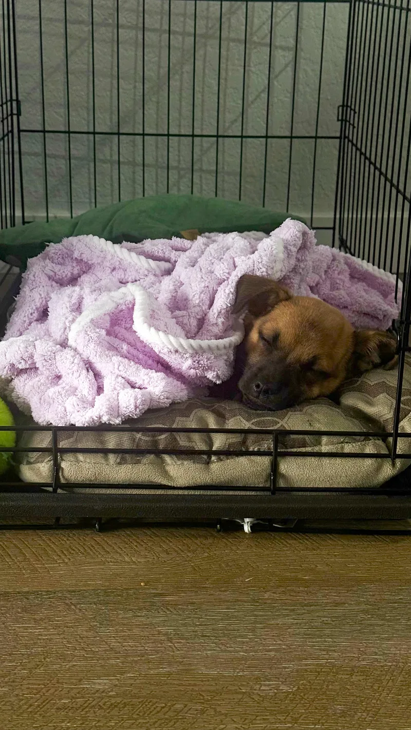 A baby small-sized female Brown / Chocolate Pug dog named Seraphina for adoption in West Hollywood, CA