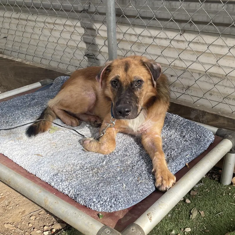 An adult medium-sized male Yellow / Tan / Blond / Fawn Collie dog named Chutney for adoption in Austin, TX