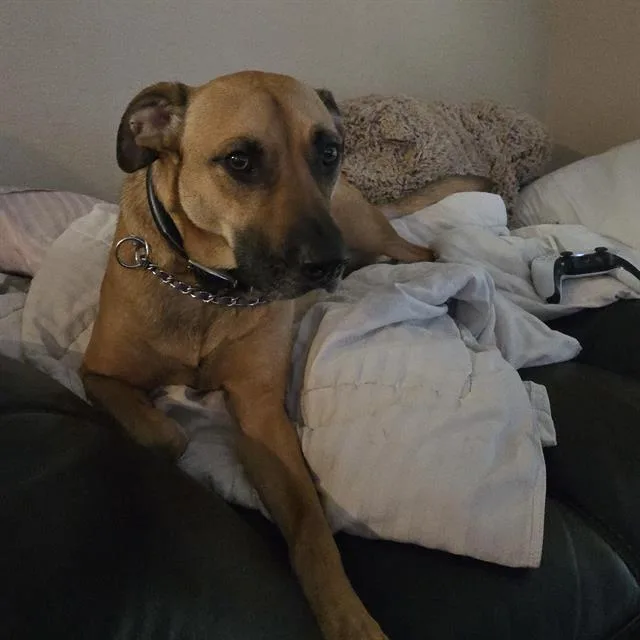 An adult small-sized male American Staffordshire Terrier dog named Python for adoption in San Antonio, TX