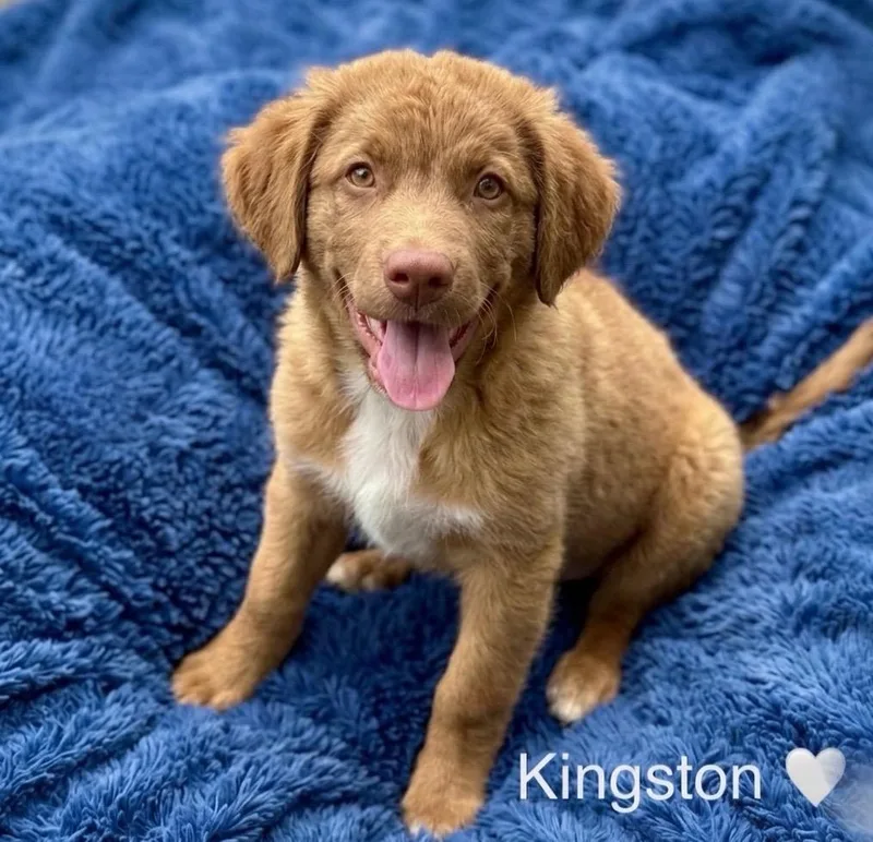 A baby medium-sized male Australian Shepherd dog named Kingston for adoption in Rockwall, TX