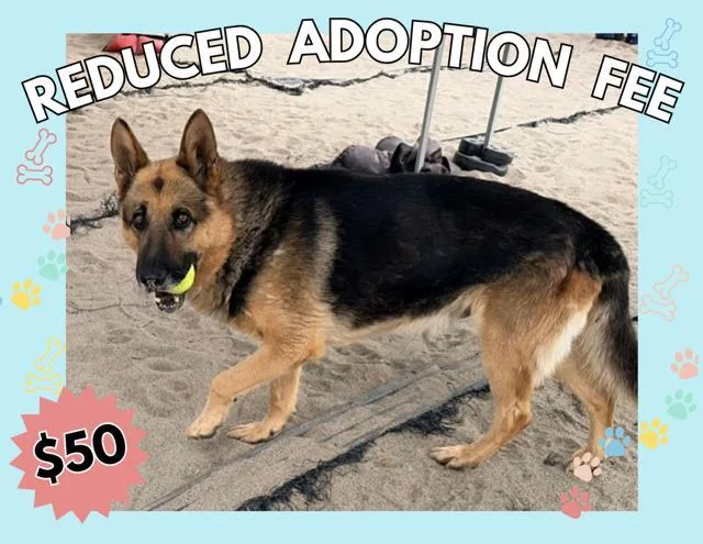 An adult large-sized male German Shepherd Dog dog named King for adoption in Salinas, CA