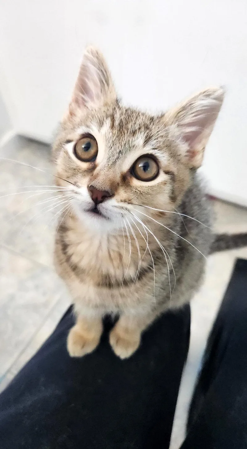 A baby medium-sized female Tabby cat named Cookie Dough for adoption in Alameda, CA