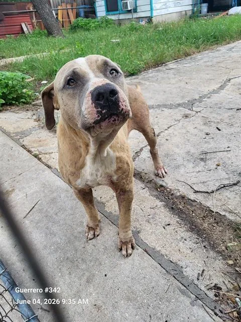 An adult medium-sized male American Staffordshire Terrier dog named Auggie for adoption in San Antonio, TX