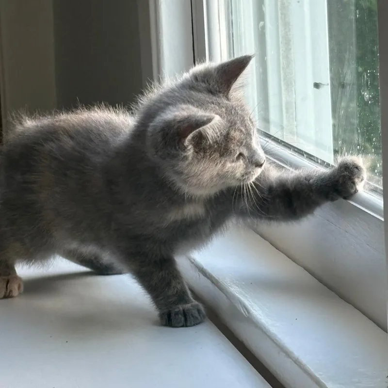 A young medium-sized female Dilute Tortoiseshell Domestic Short Hair cat named Mary Jane for adoption in Evanston, IL