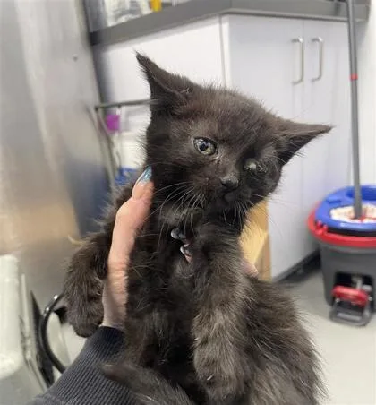 A baby small-sized female Domestic Short Hair cat named Jan for adoption in West Chester, PA