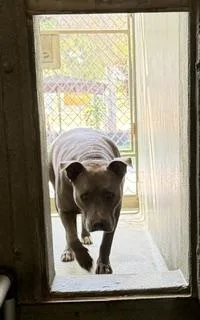 An adult extra large-sized male Pit Bull Terrier dog named Ryder for adoption in Castaic, CA