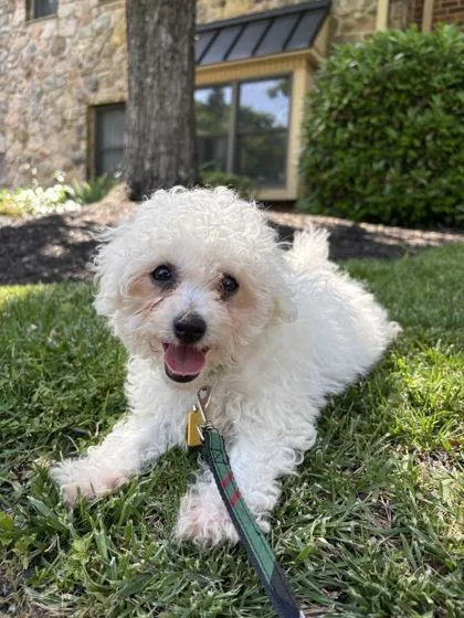 A baby small-sized male Bichon Frise dog named Edward for adoption in Malvern, PA