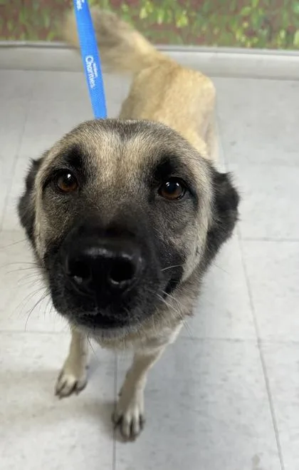 An adult medium-sized female Anatolian Shepherd dog named Virginia for adoption in San Antonio, TX
