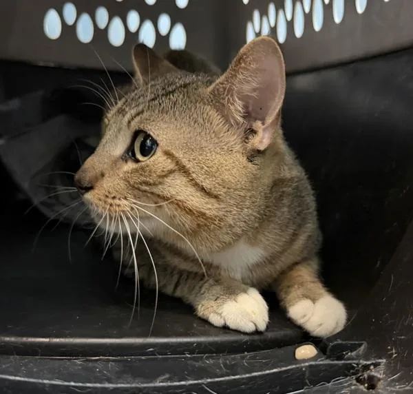 An adult medium-sized male Domestic Short Hair cat named Pomegranate Juice for adoption in New York, NY