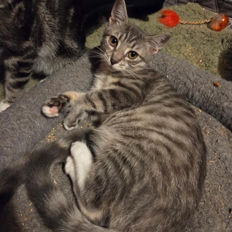 A young medium-sized female Gray / Blue / Silver Domestic Short Hair cat named Pea Pod for adoption in Mount Laurel, NJ